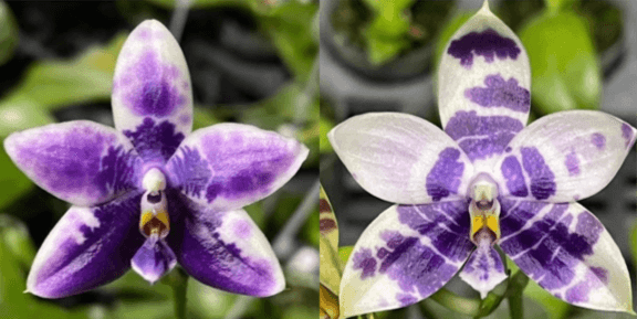 Phalaenopsis (Lioulin Blue Parrot x LL Blue Magpie)