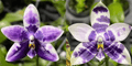 Phalaenopsis (Lioulin Blue Parrot x LL Blue Magpie)