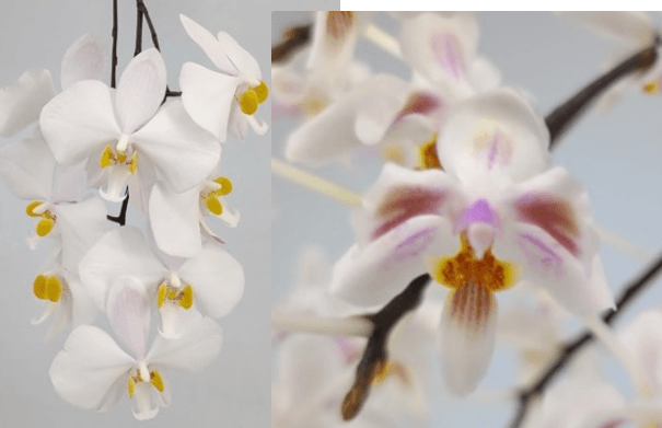 Phalaenopsis (philippinenesis x celebensis)