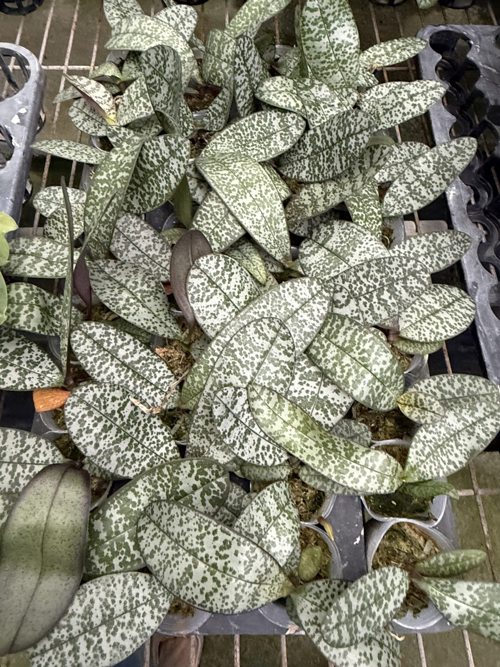 Phalaenopsis (philippinenesis x celebensis)