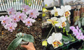 Phalaenopsis (schilleriana х stuartiana)