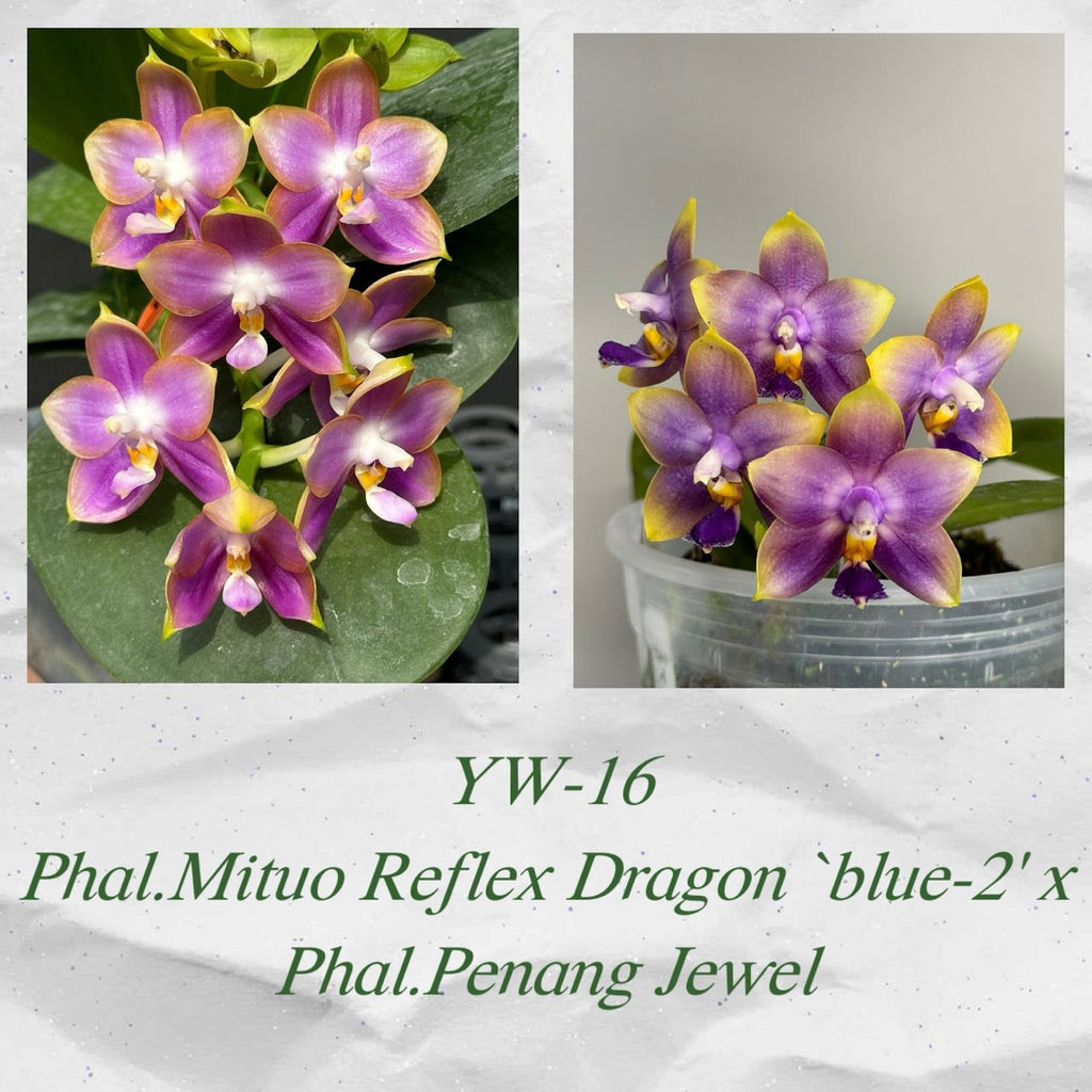 Phalaenopsis (Mituo Reflex Dragon ‘Blue-2’ x Penang Jewel)