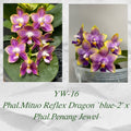 Phalaenopsis (Mituo Reflex Dragon ‘Blue-2’ x Penang Jewel)