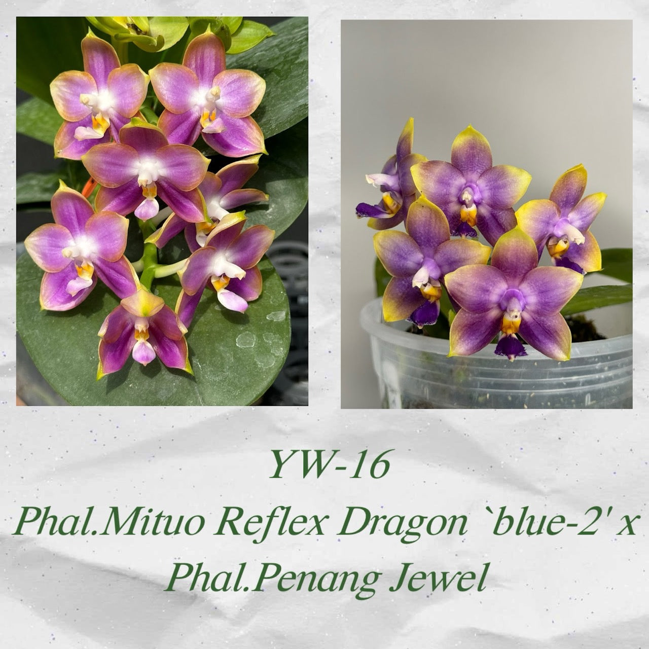 Phalaenopsis (Mituo Reflex Dragon ‘Blue-2’ x Penang Jewel)