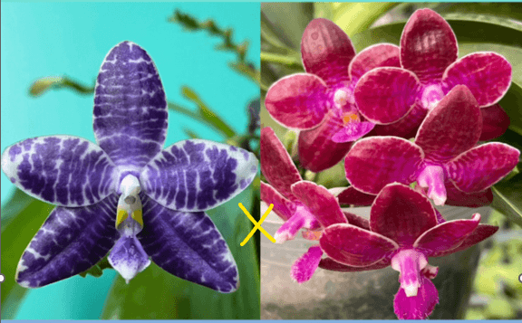 Phalaenopsis (Lioulin Blue Pheasant x lueddemanniana)