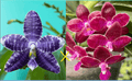 Phalaenopsis (Lioulin Blue Pheasant x lueddemanniana)