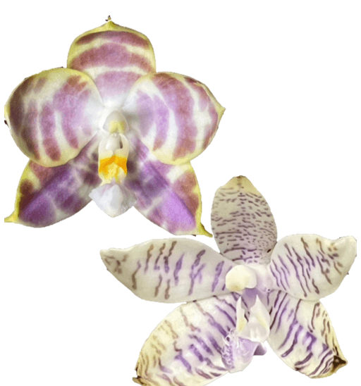 Phalaenopsis ((Mituo Golden Tiger x Yaphon Yellow Story) x lueddemannian f. coerulea)