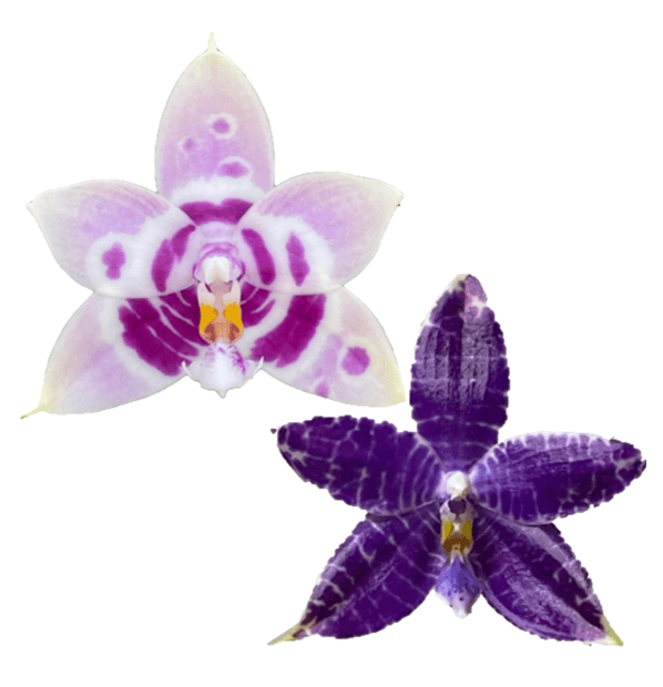Phalaenopsis (LL Blue Magpie x Lioulin Blue Parrot)