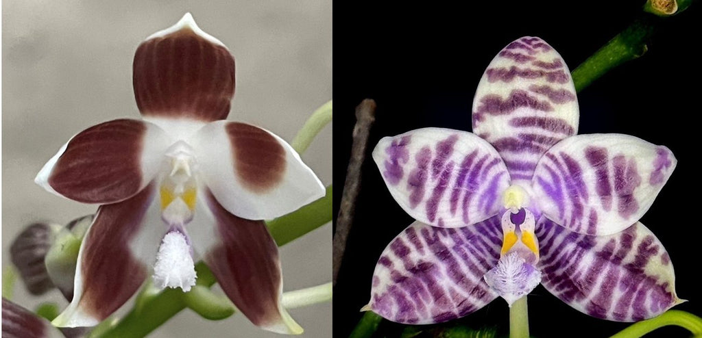 Phalaenopsis (tetraspis ‘coffee’ x LL Blue Magpie)