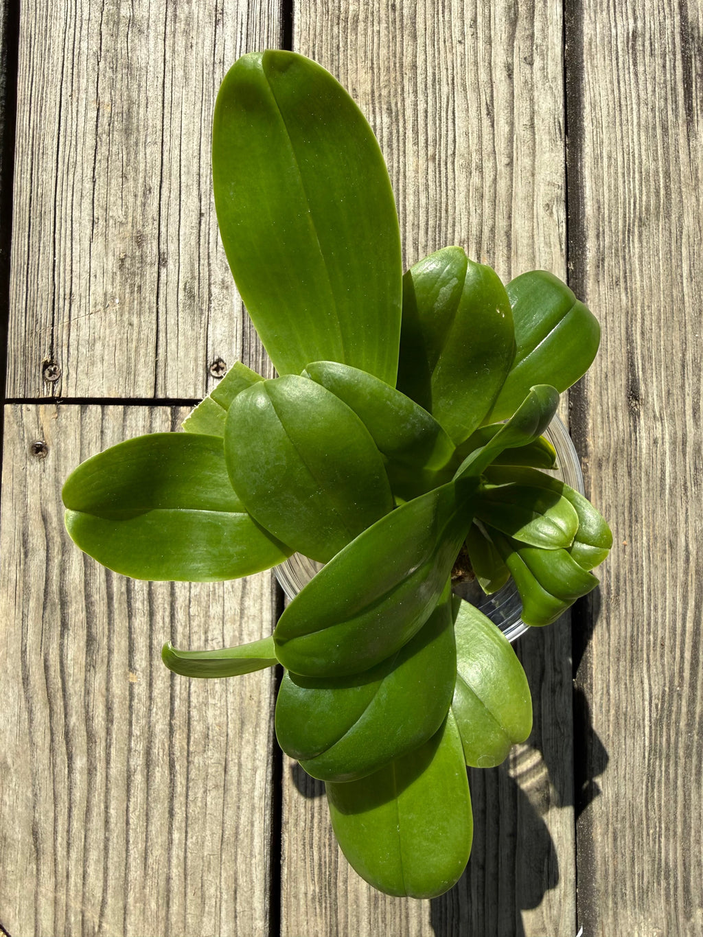 Compot QA055 - Phalaenopsis (Mituo Princess 'MO-479' x Mainshow Blue Tint)