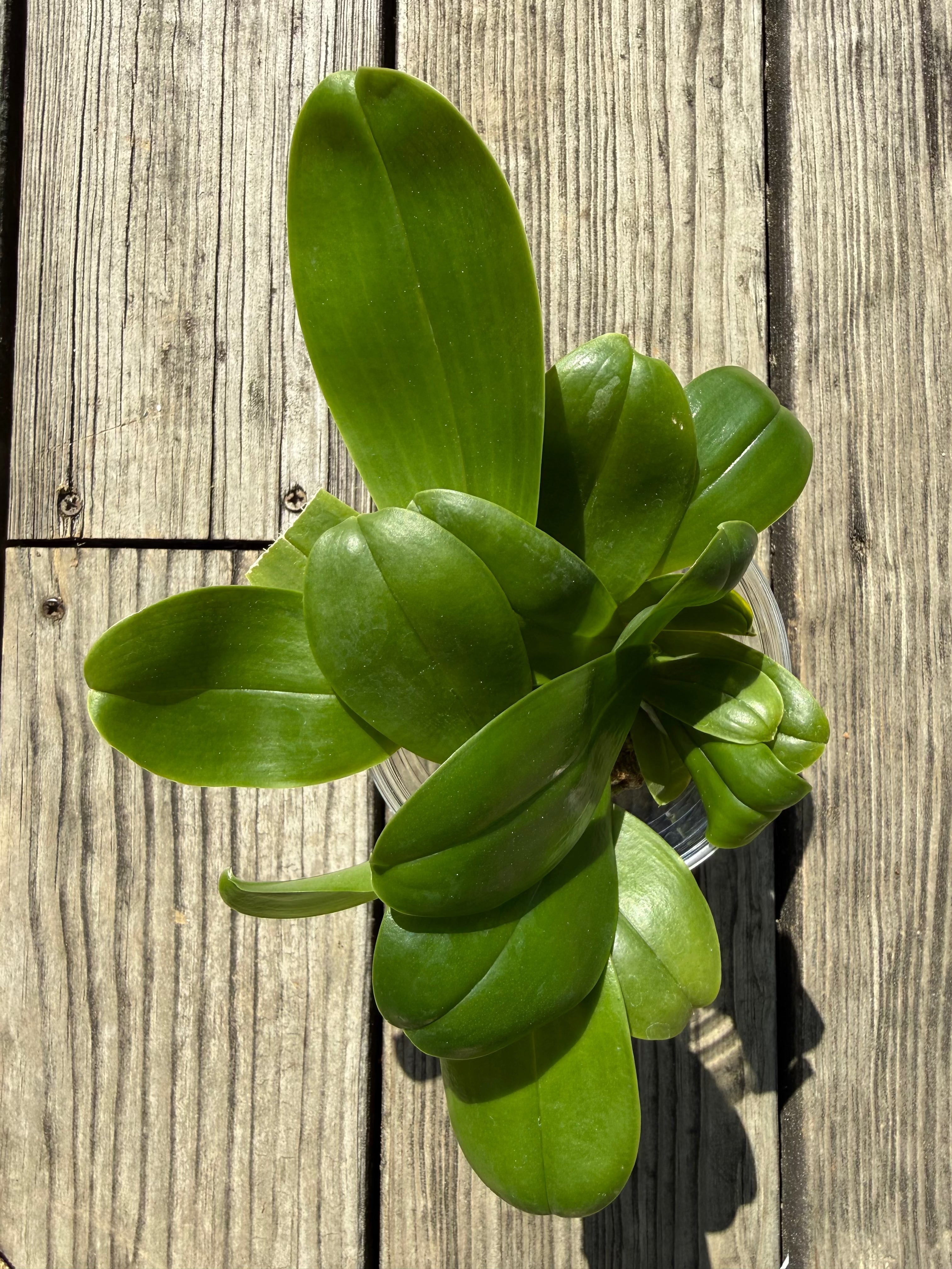 Compot QA055 - Phalaenopsis (Mituo Princess 'MO-479' x Mainshow Blue Tint)