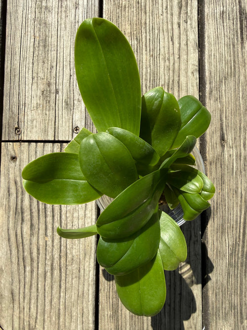 Compot QA055 - Phalaenopsis (Mituo Princess 'MO-479' x Mainshow Blue Tint)
