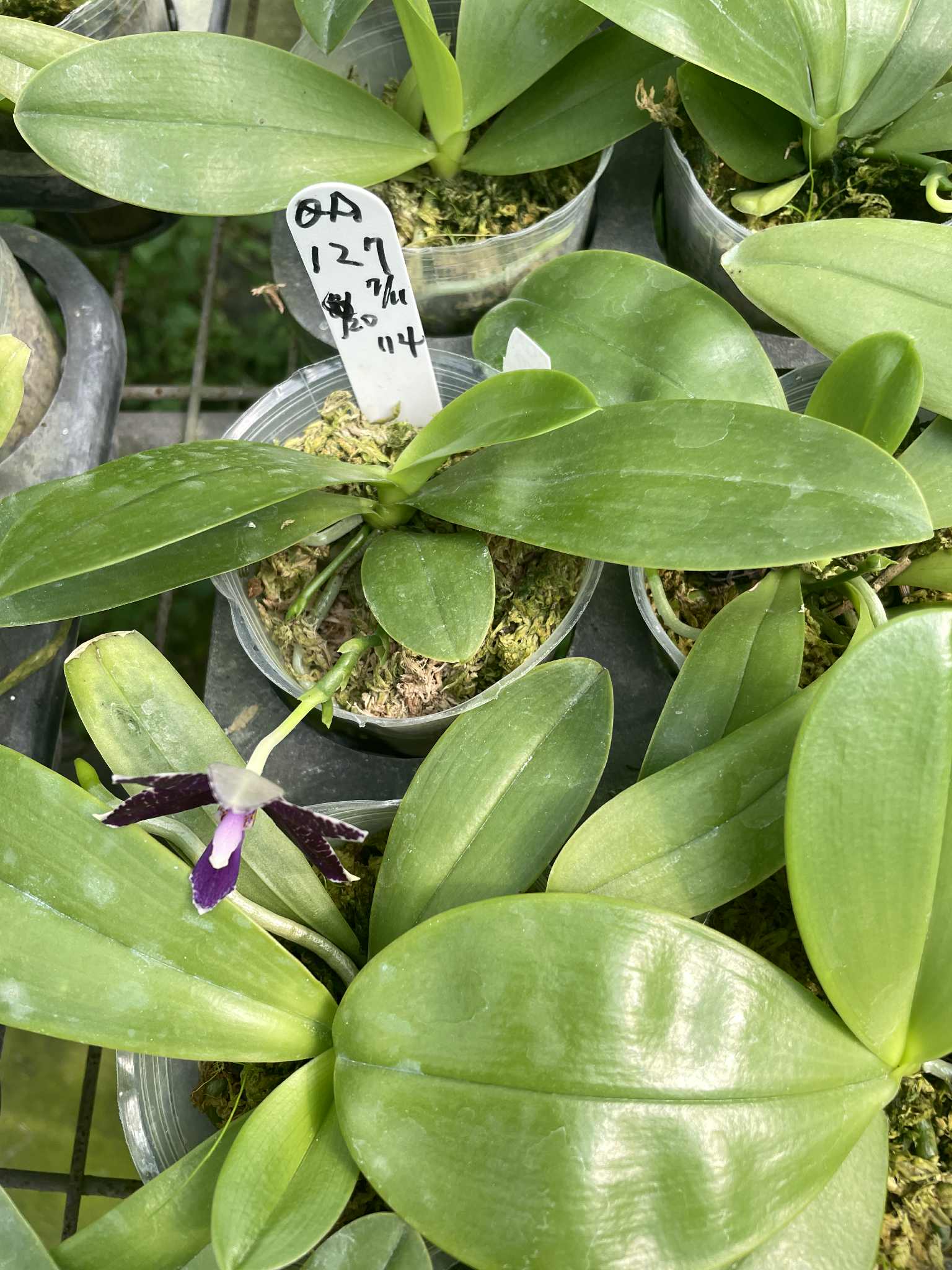 Phalaenopsis (Mainshow Magic x Norman's Blue Jennifer #3)