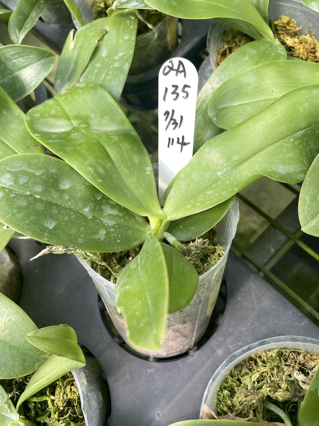 Phalaenopsis (Mainshow Blue Tint x Norman's Blue Jennifer) QA135
