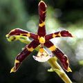 Phalaenopsis mannii black x sib