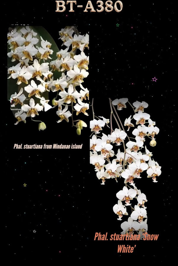 Phalaenopsis (stuartiana ‘米可’ x stuartiana ‘BT’) BTA380