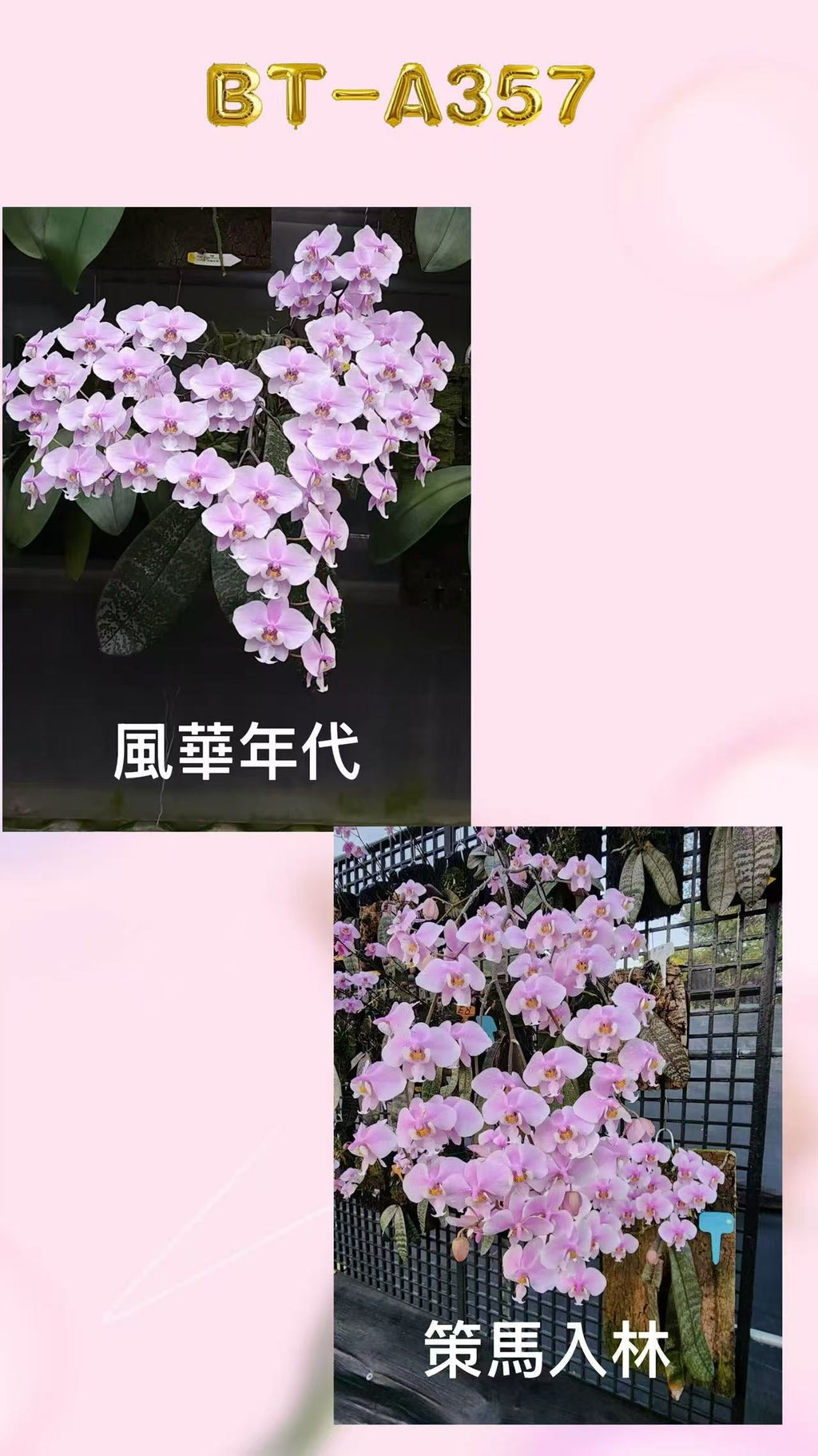 Phalaenopsis (schilleriana ‘风华年代’ x schilleriana ‘策马入林’) BTA357