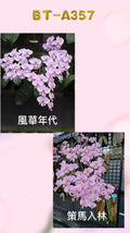 Phalaenopsis (schilleriana ‘风华年代’ x schilleriana ‘策马入林’) BTA357