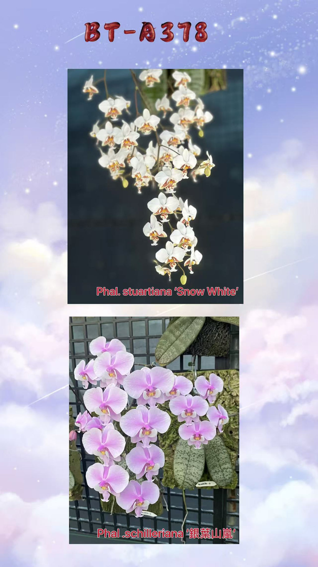 Phalaenopsis (stuartiana ‘White Snow’ x schilleriana ‘Sliver Mountain’) BTA378