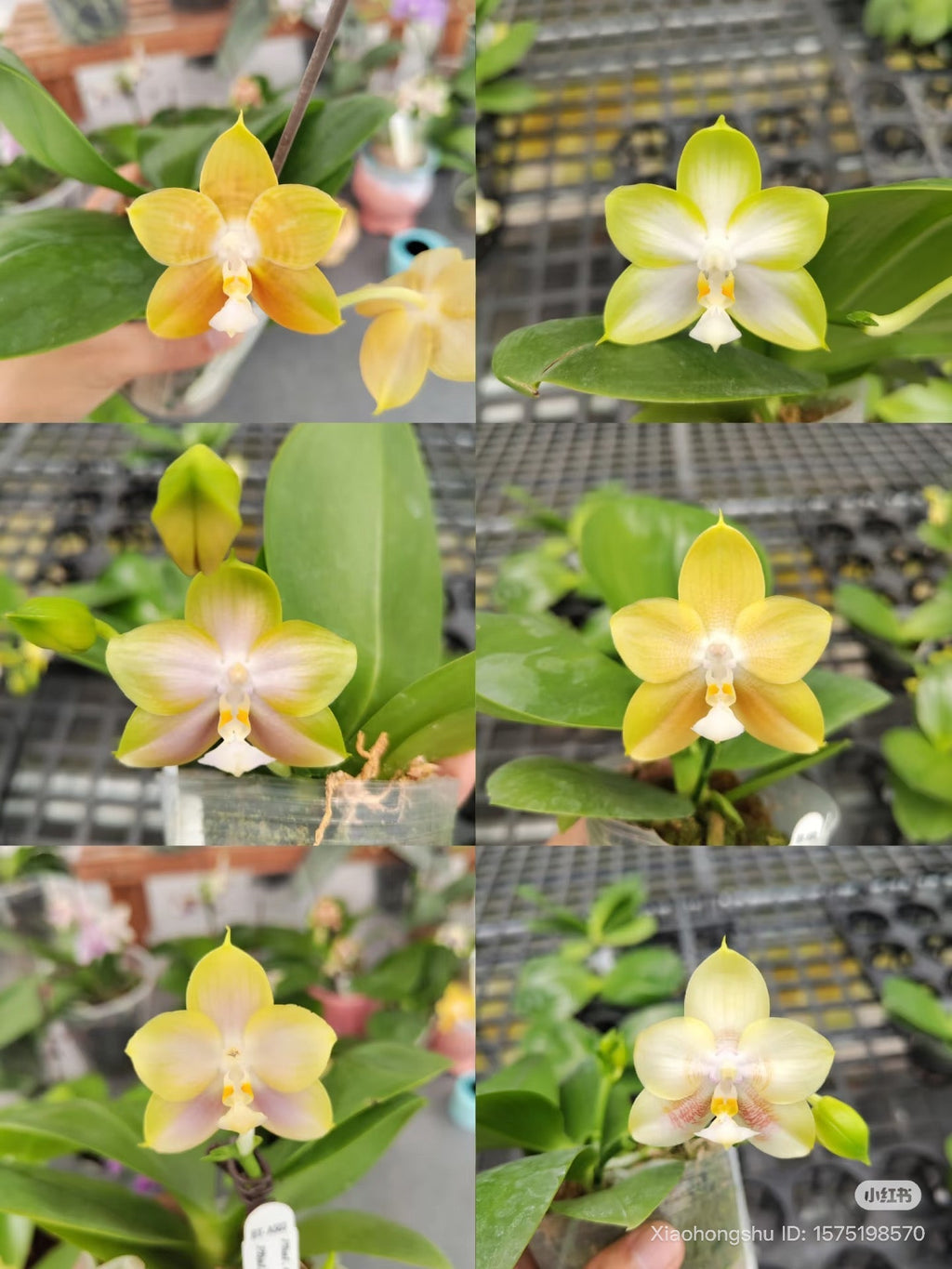 Phalaenopsis (Chang Maw Jade x Mituo Princess ‘B-10’) BTA503