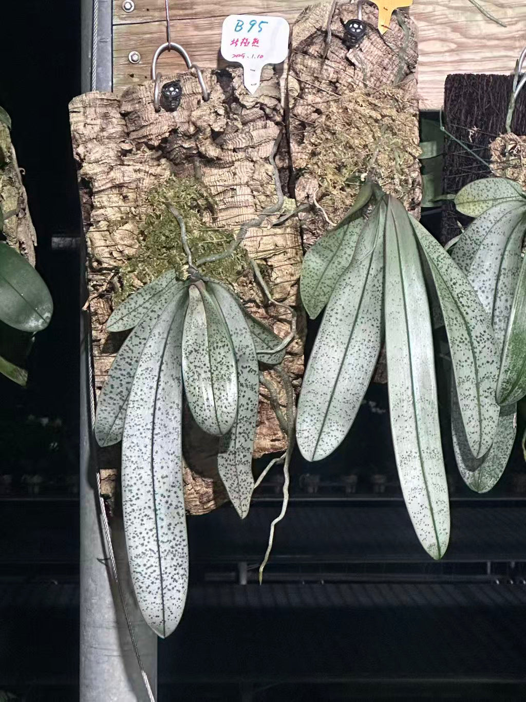 Phalaenopsis schilleriana ‘Polar Bear’ BTS262