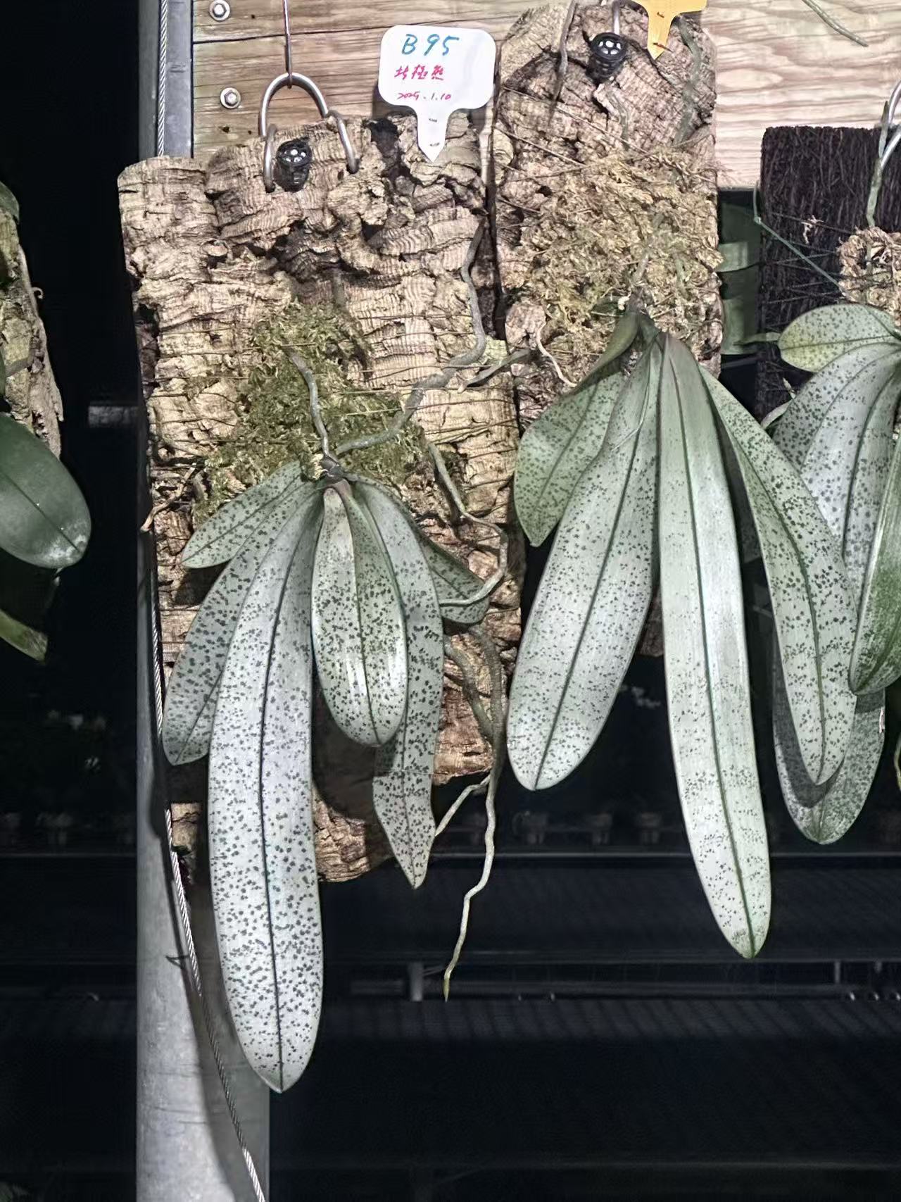 Phalaenopsis schilleriana ‘Polar Bear’ BTS262