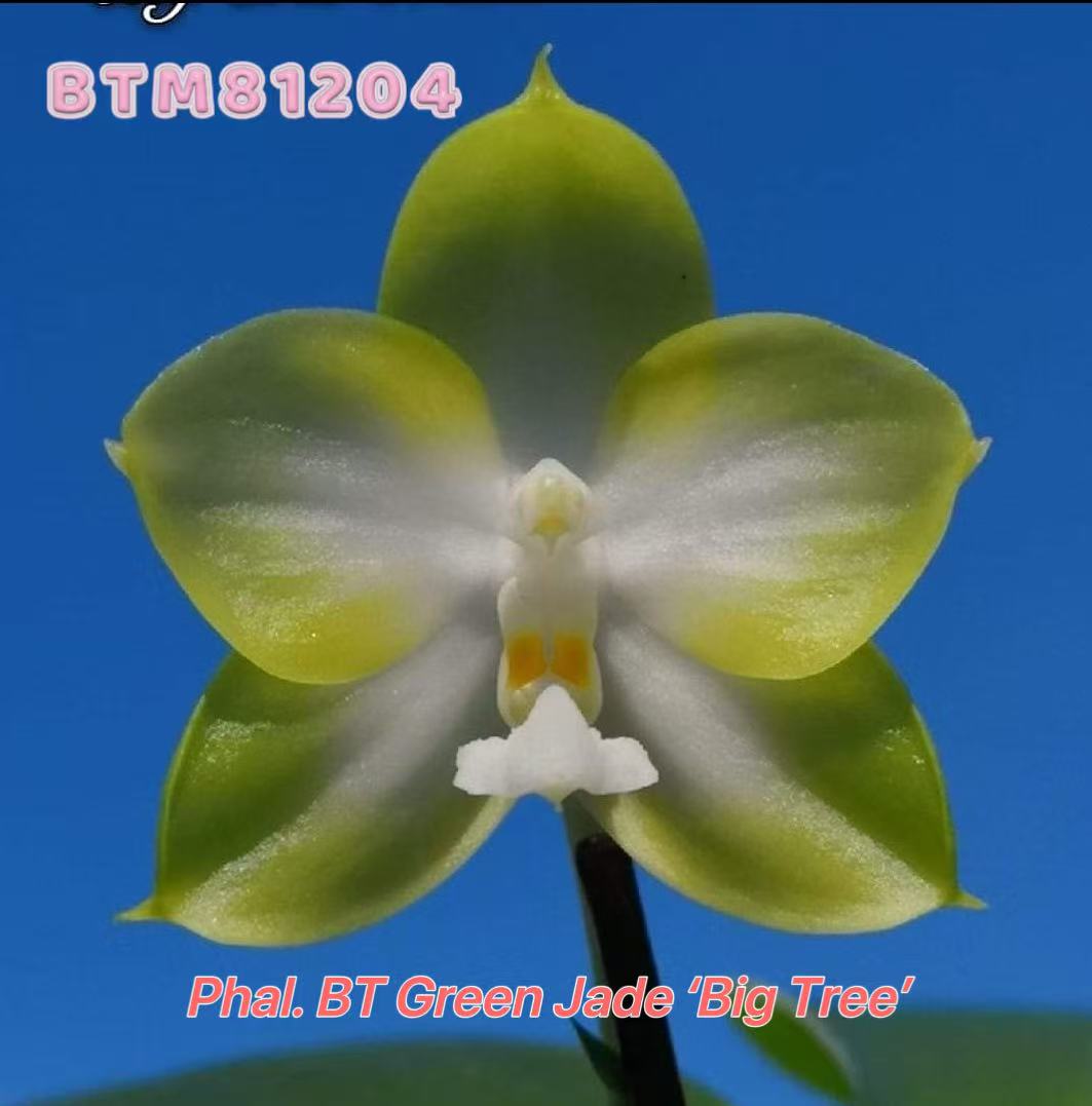 Phalaenopsis BT Green Jade ‘Big Tree’