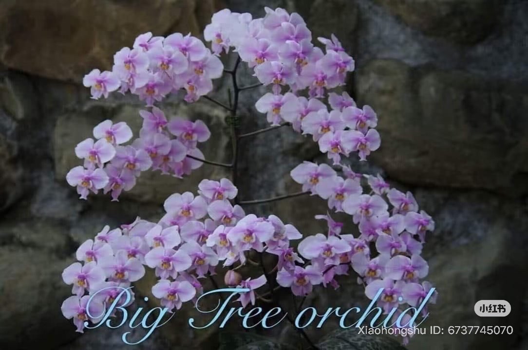 Phalaenopsis schilleriana ‘DS Pride’ BTM81203