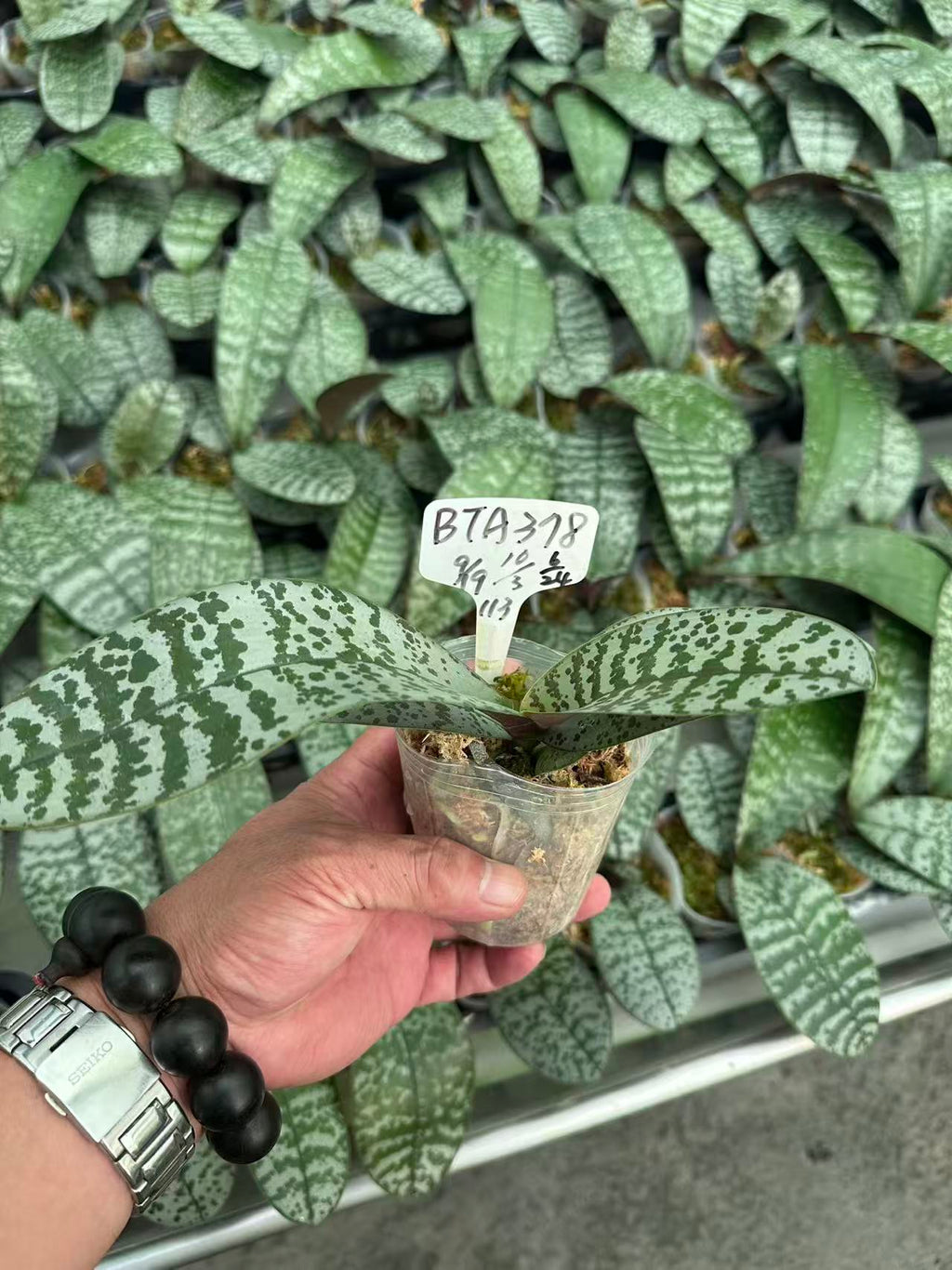 Phalaenopsis (stuartiana ‘White Snow’ x schilleriana ‘Sliver Mountain’) BTA378