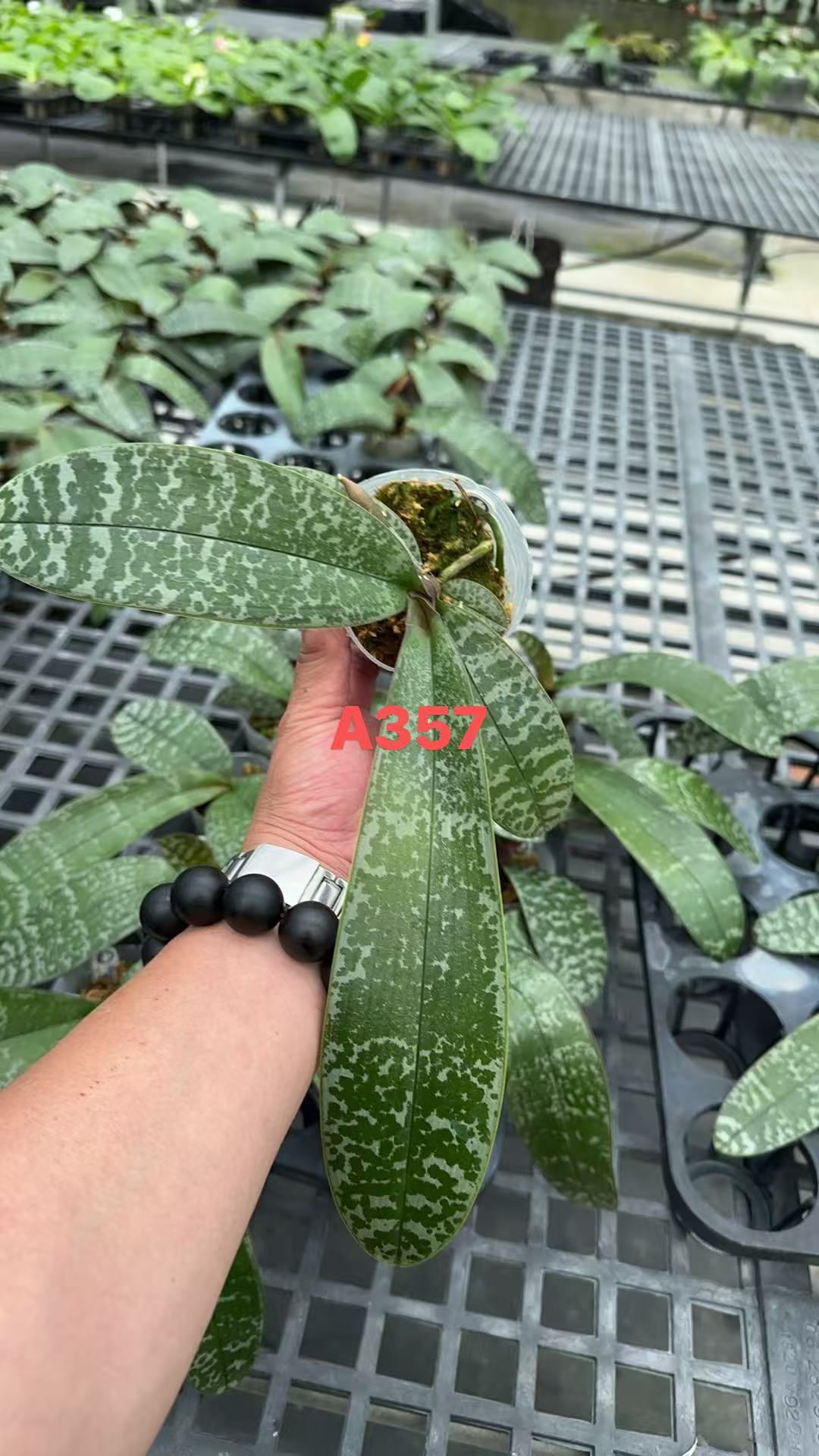 Phalaenopsis (schilleriana ‘风华年代’ x schilleriana ‘策马入林’) BTA357