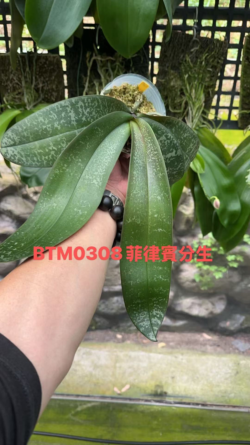 Phalaenopsis philippinensis ‘Big Tree’
