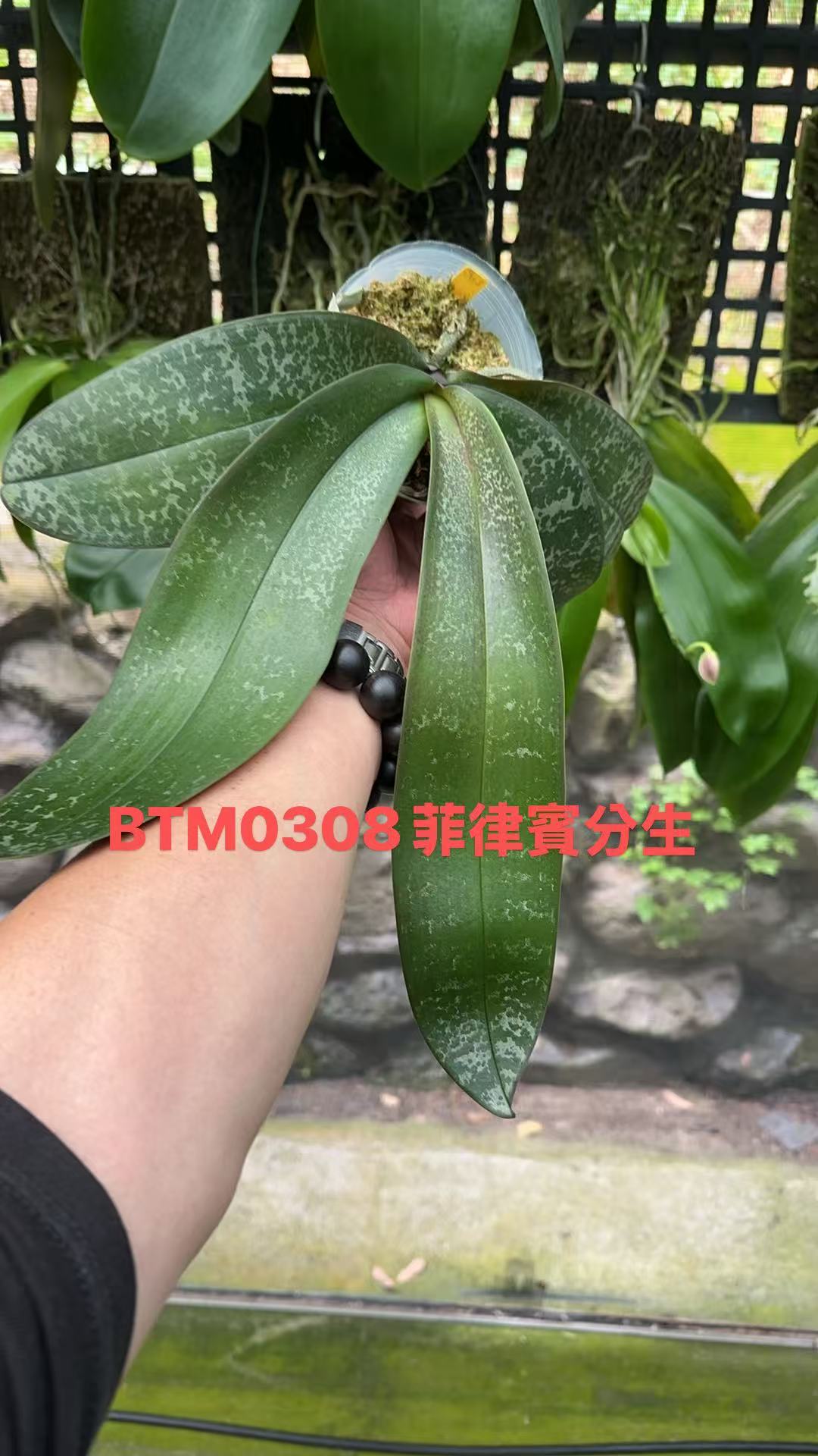 Phalaenopsis philippinensis ‘Big Tree’