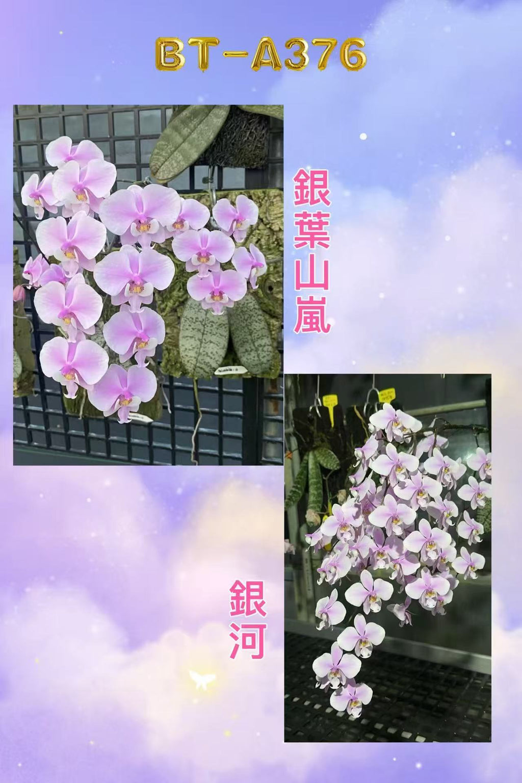 Phalaenopsis (schilleriana ‘Sliver Mountain’ x schilleriana ‘Milky Way’) BTA376