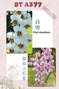 Phalaenopsis (stuartiana ‘White Snow’ x schilleriana ‘Stripe Bunny’) BTA377