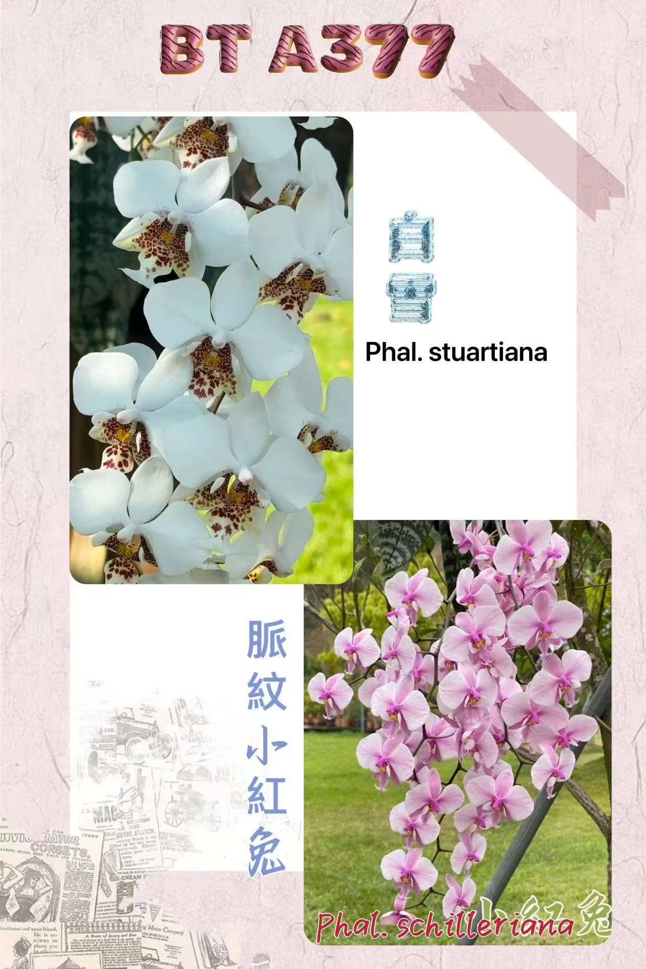 Phalaenopsis (stuartiana ‘White Snow’ x schilleriana ‘Stripe Bunny’) BTA377