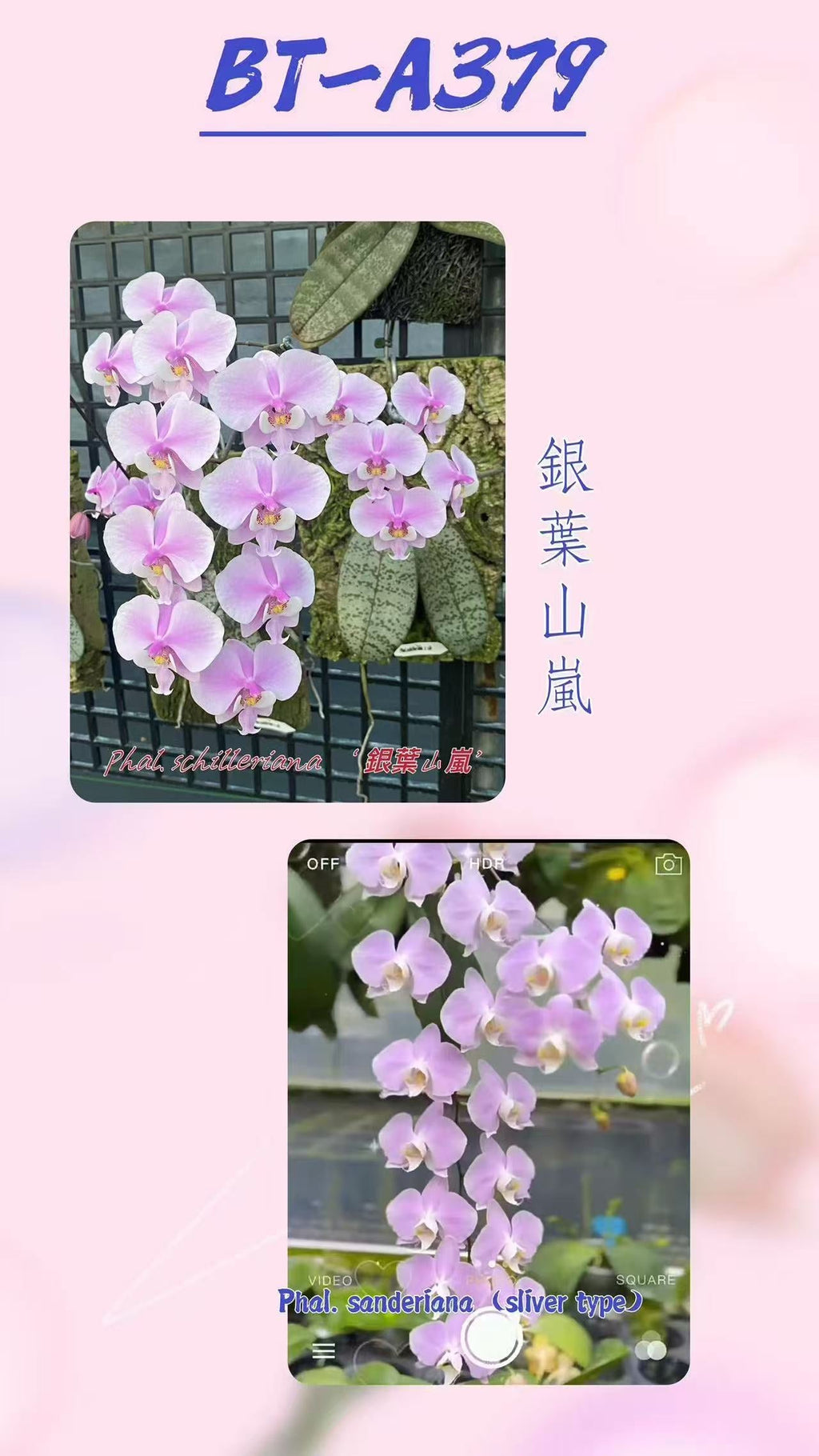 Phalaenopsis (schilleriana ‘Sliver Mountain’ x sanderiana ‘sliver’) BTA379