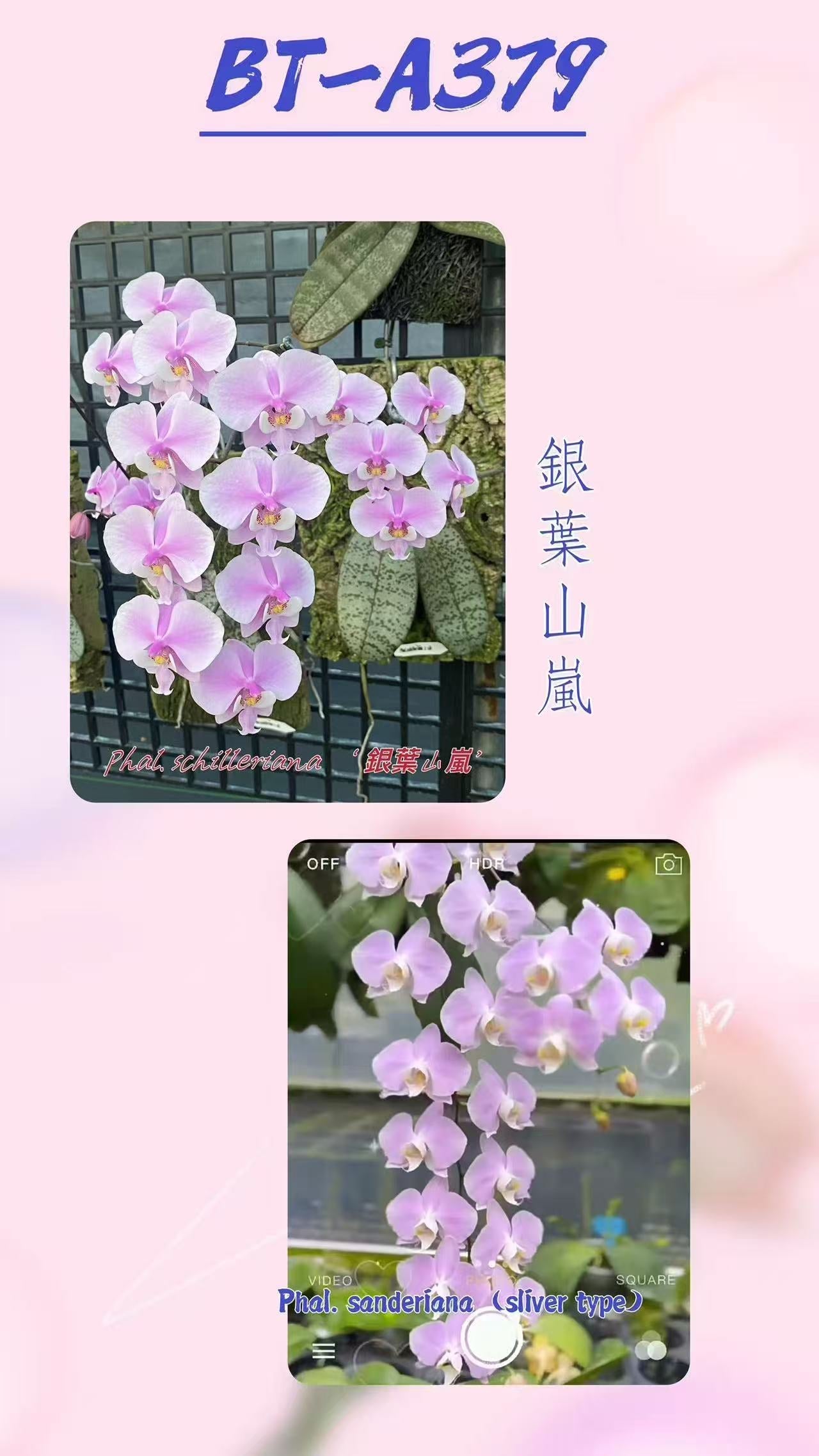 Phalaenopsis (schilleriana ‘Sliver Mountain’ x sanderiana ‘sliver’) BTA379