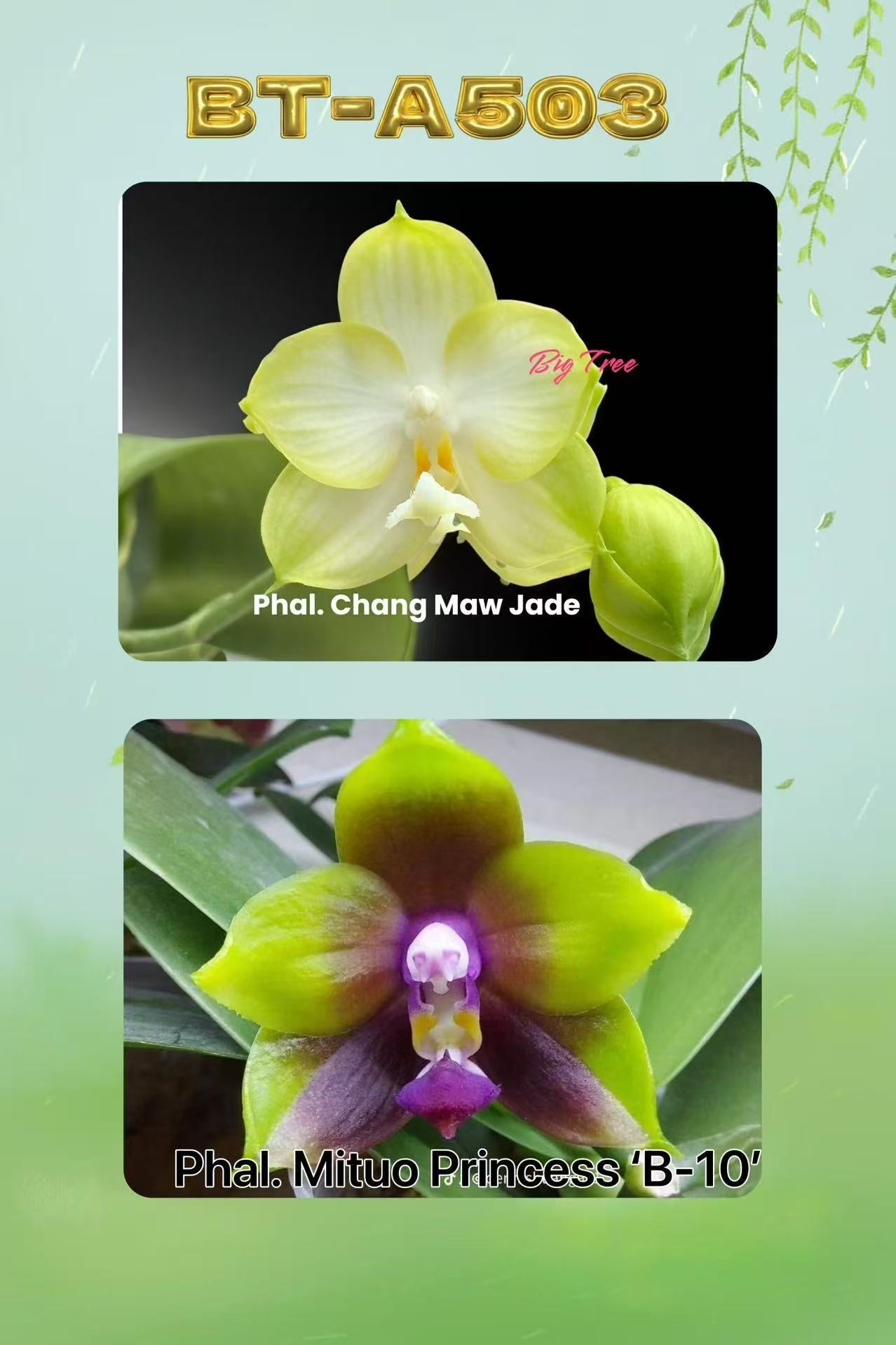 Phalaenopsis (Chang Maw Jade x Mituo Princess ‘B-10’) BTA503