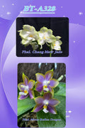 Phalaenopsis (Chang Maw Jade x Mituo Reflex Dragon) BTA328