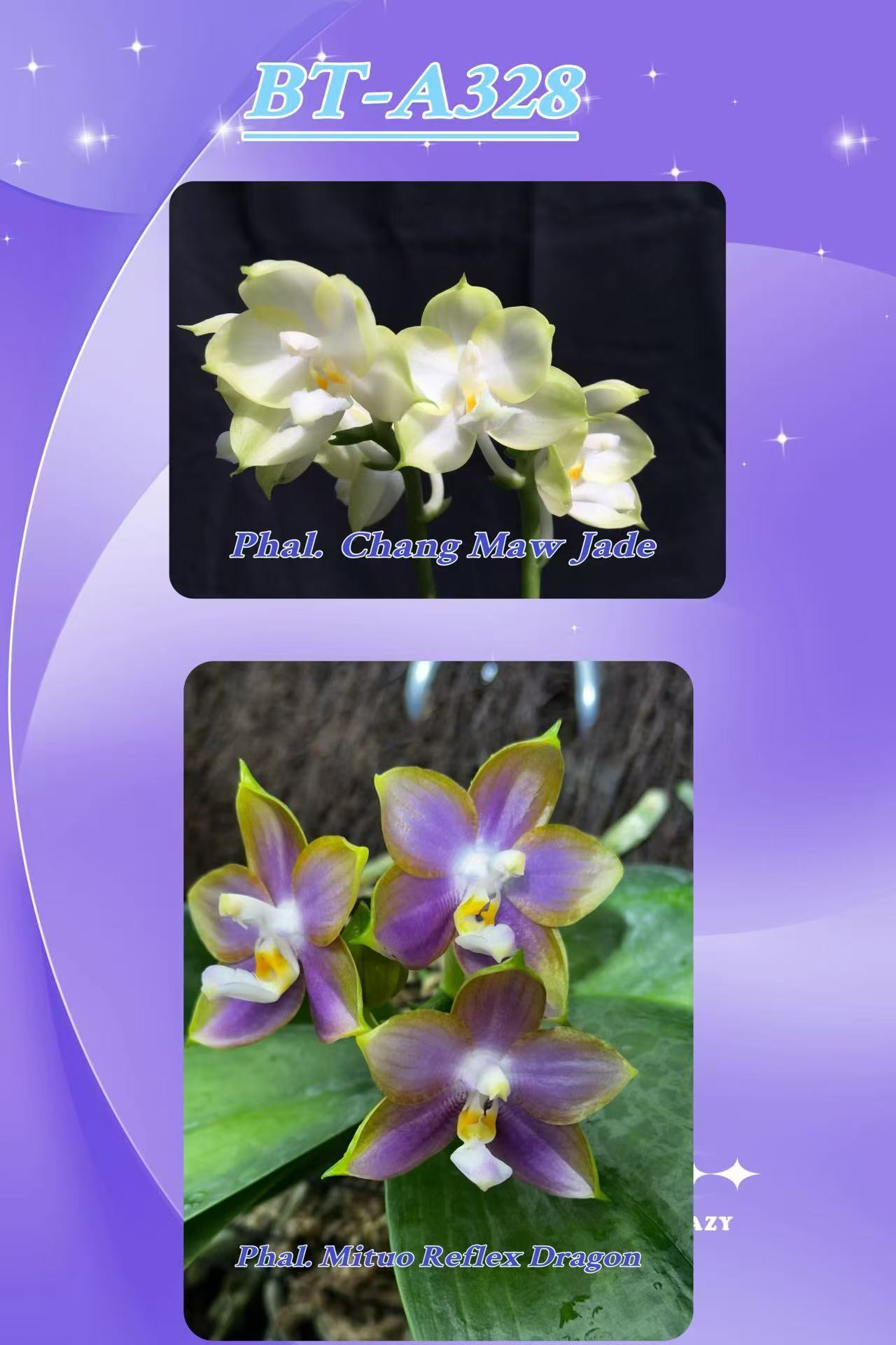 Phalaenopsis (Chang Maw Jade x Mituo Reflex Dragon) BTA328