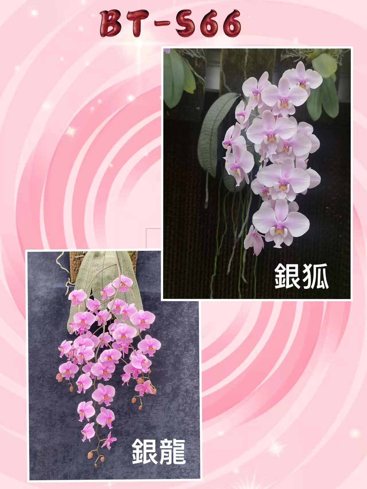 Phalaenopsis (schilleriana ‘Sliver Fox’ x schilleriana ‘Sliver Dragon’) BTS66