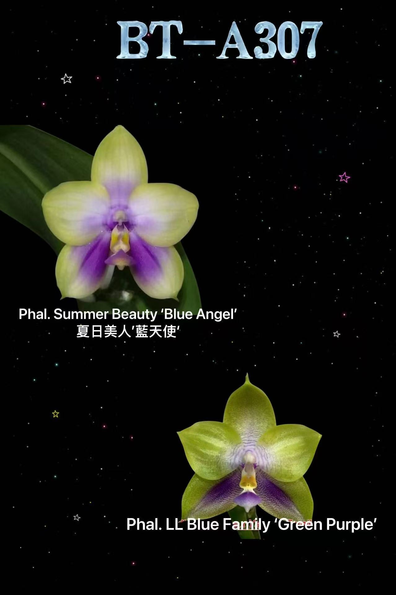 Phalaenopsis (Summer Beauty ‘Blue Angel’ x LL Blue Family) BTA307