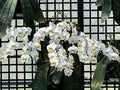 Phalaenopsis philippinensis ‘Big Tree’