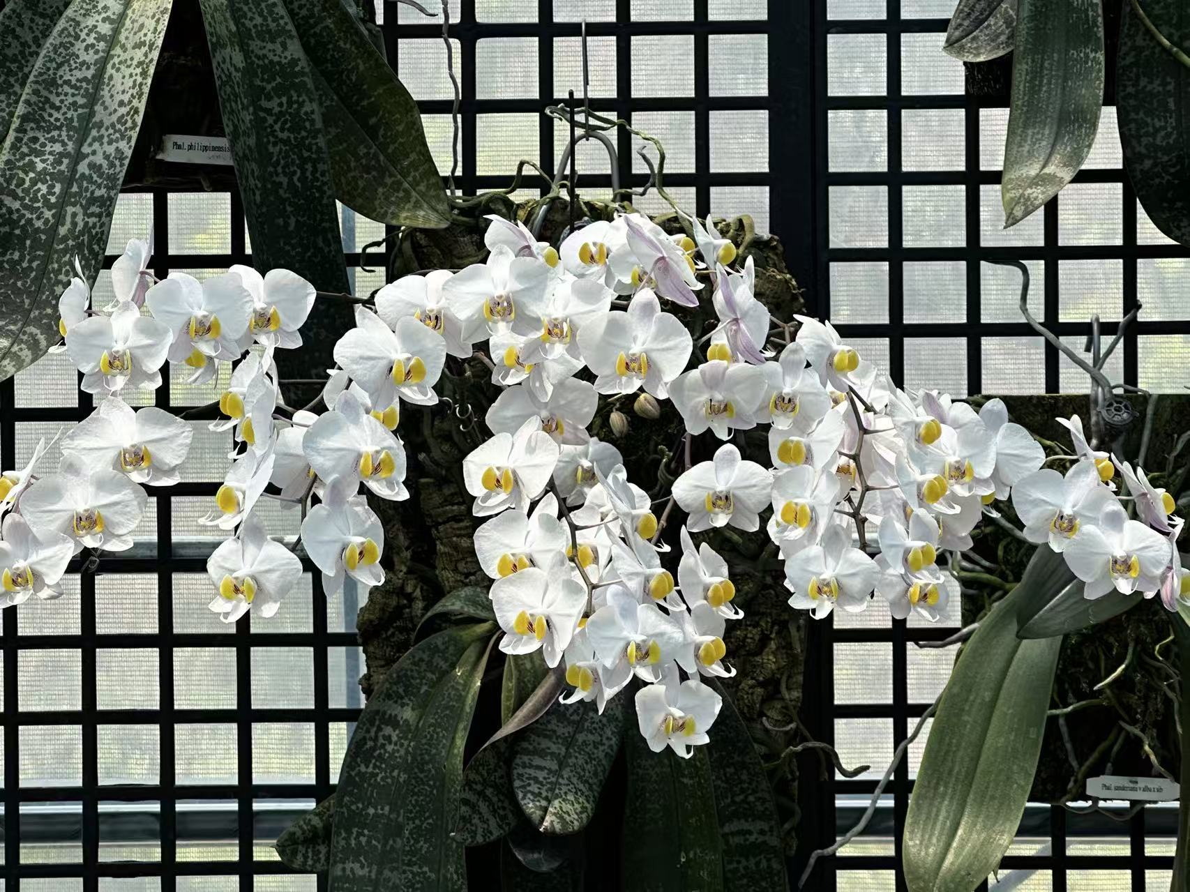 Phalaenopsis philippinensis ‘Big Tree’