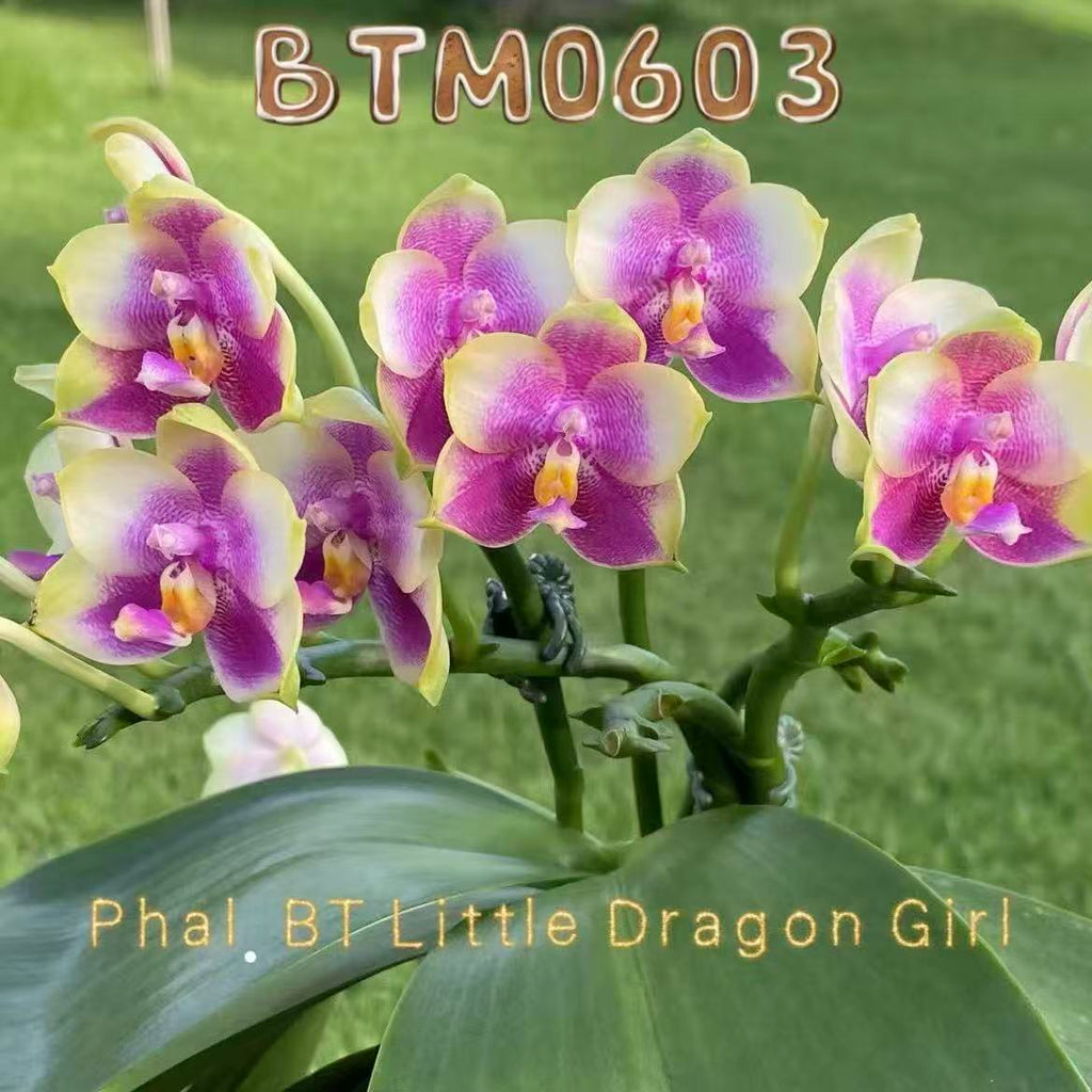Phalaenopsis BT Little Dragon Girl