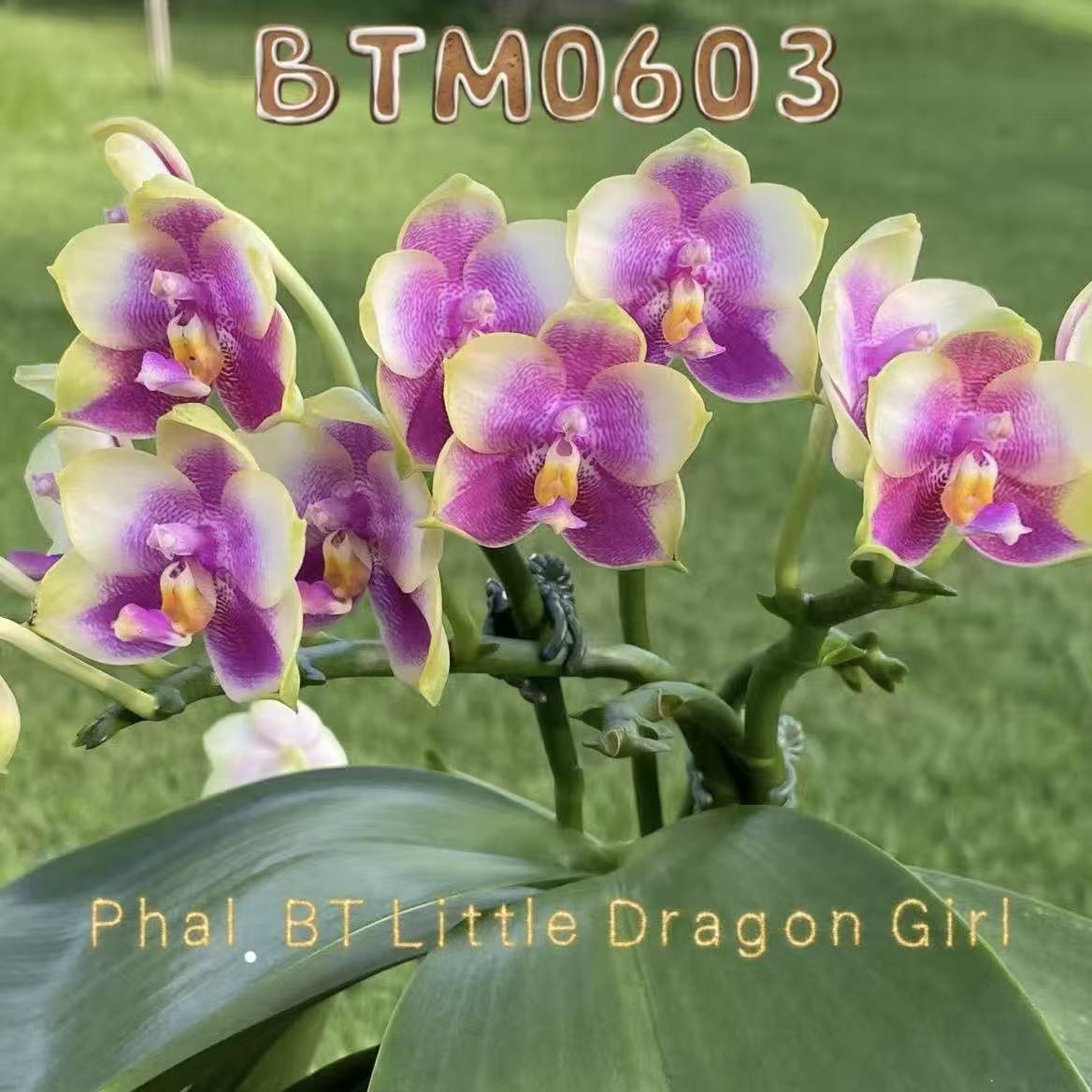 Phalaenopsis BT Little Dragon Girl