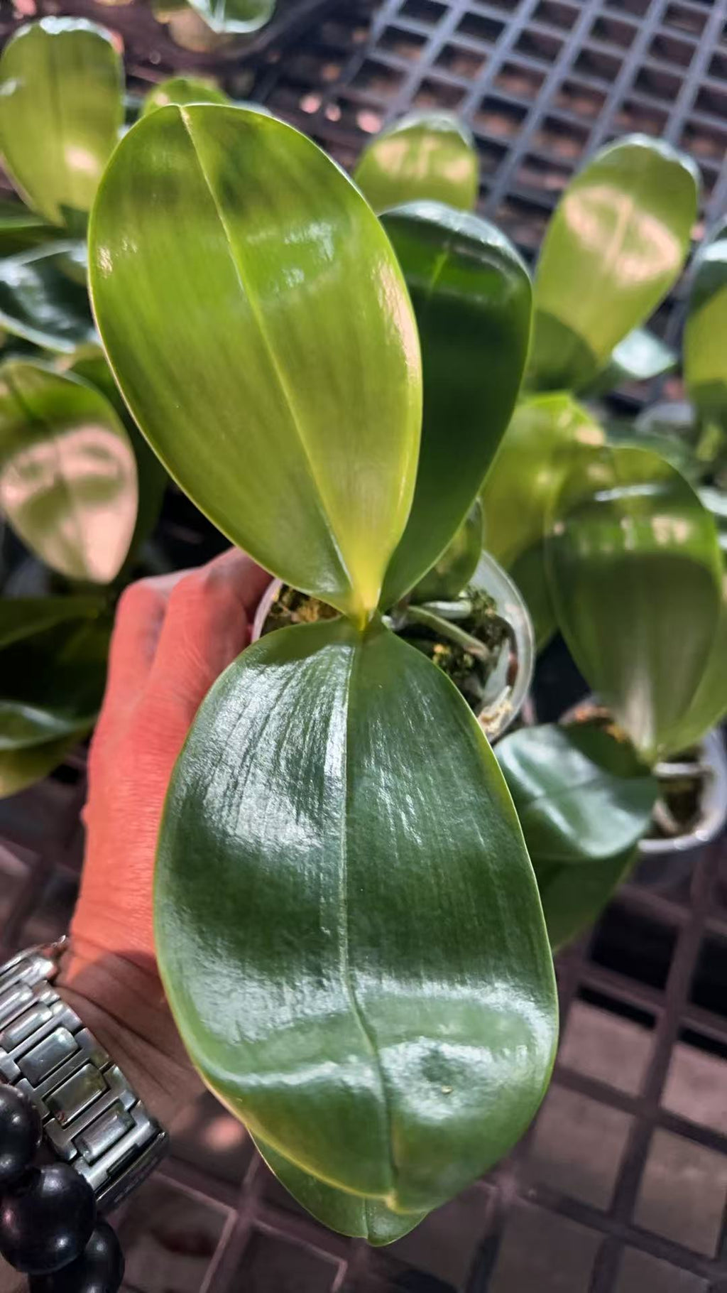 Phalaenopsis BT Little Dragon Girl
