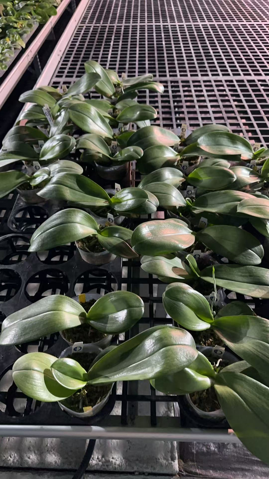 Phalaenopsis Mituo Gigan Dragon ‘Big Tree’