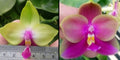Phalaenopsis (Yang Yang Pink Mary 'BK 6.2cm' x Yaphon Batman 'BK's Best')