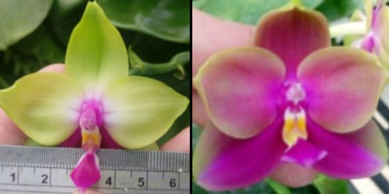 Phalaenopsis (Yang Yang Pink Mary 'BK 6.2cm' x Yaphon Batman 'BK's Best')